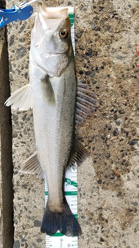 シーバスの釣果