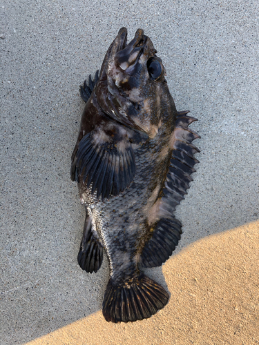 オウゴンムラソイの釣果