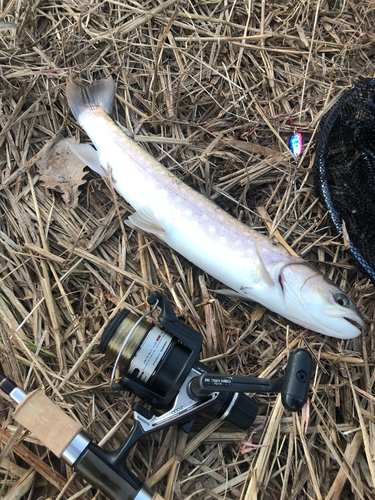 アメマスの釣果