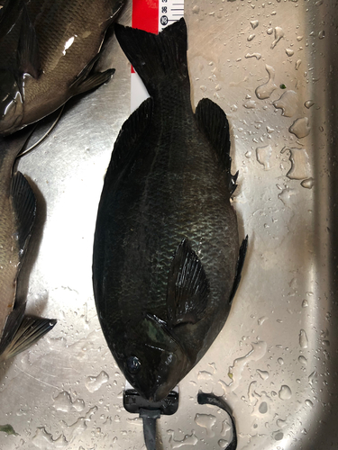 メジナの釣果