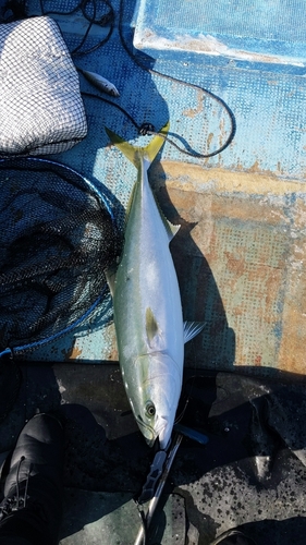 ブリの釣果