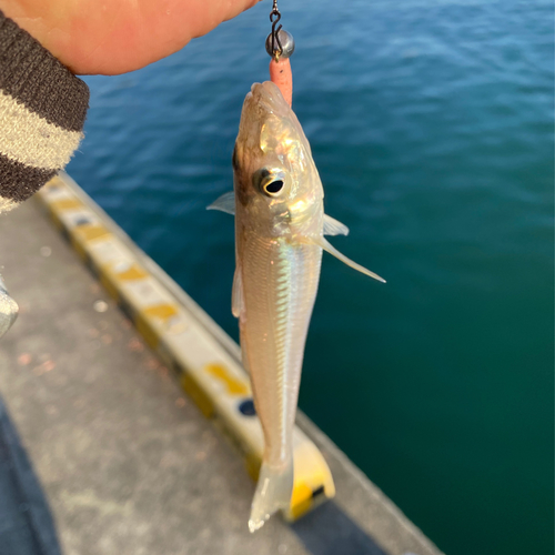 キスの釣果