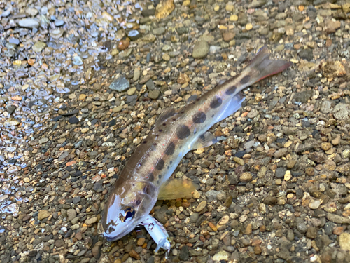 アマゴの釣果