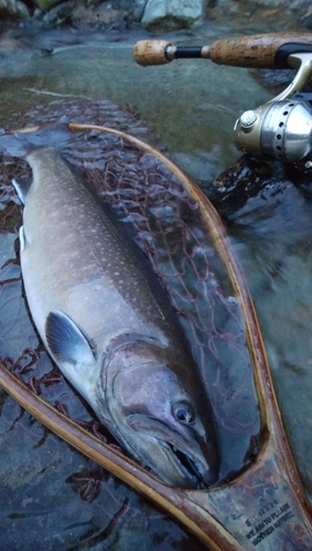 イワナの釣果