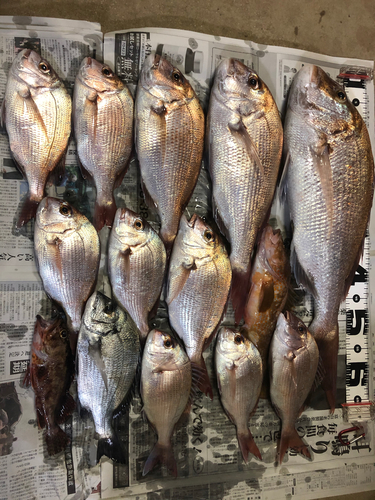 マダイの釣果