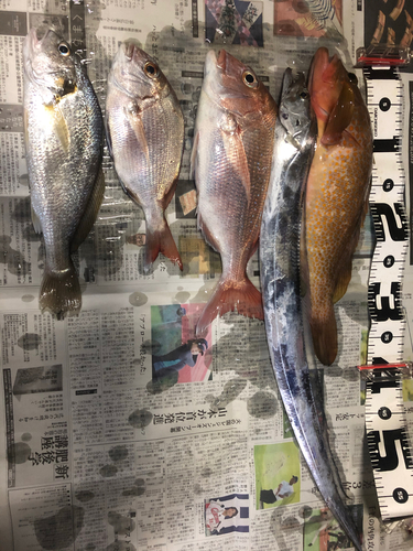 マダイの釣果