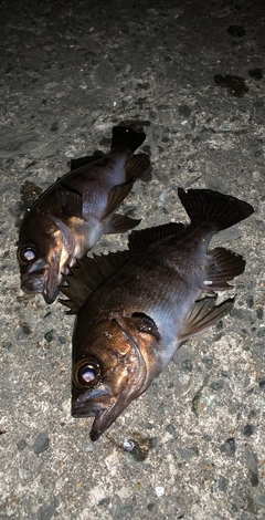 アカメバルの釣果