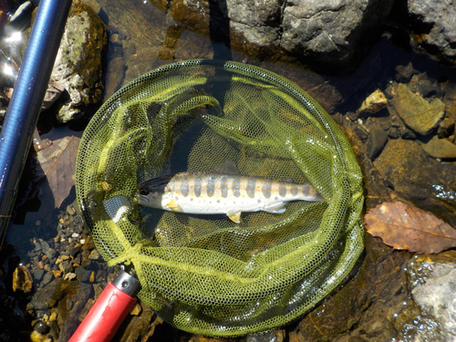 アマゴの釣果