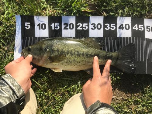 ブラックバスの釣果