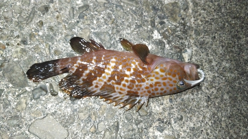 オオモンハタの釣果