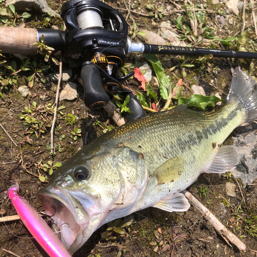 ブラックバスの釣果