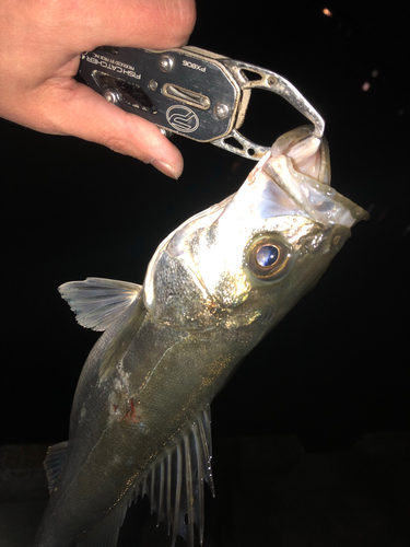 シーバスの釣果