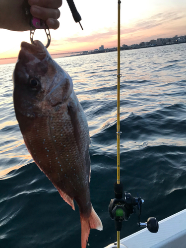 マダイの釣果