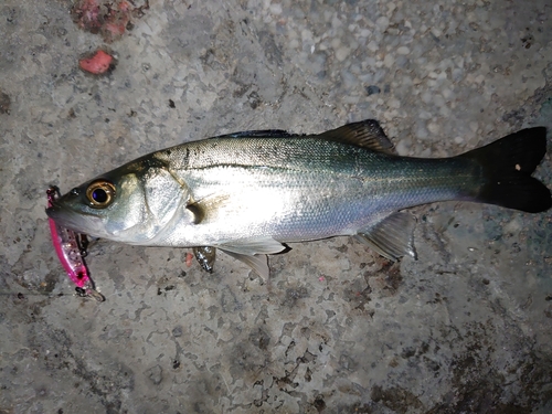 セイゴ（マルスズキ）の釣果