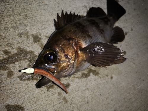 メバルの釣果