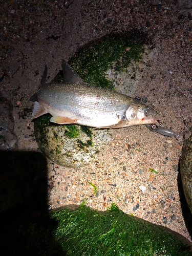 ウグイの釣果