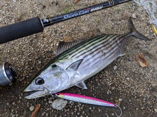 ハガツオの釣果