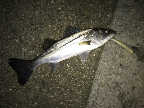 シーバスの釣果