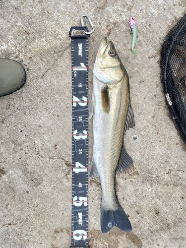 シーバスの釣果