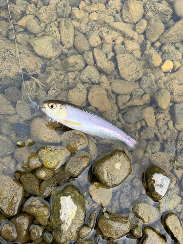 カワムツの釣果