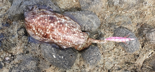 コウイカの釣果