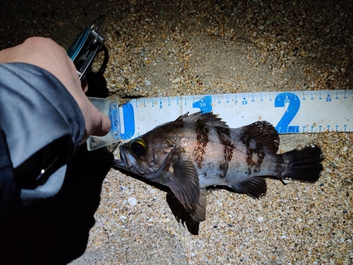 メバルの釣果