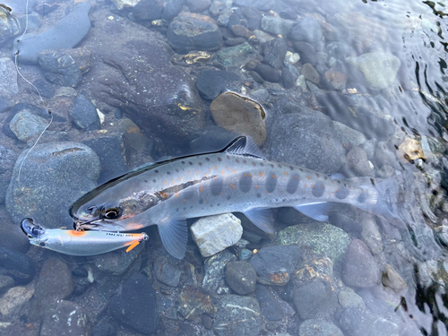 アマゴの釣果