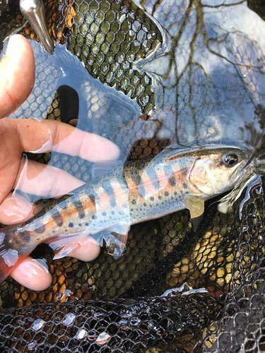 ヤマメの釣果