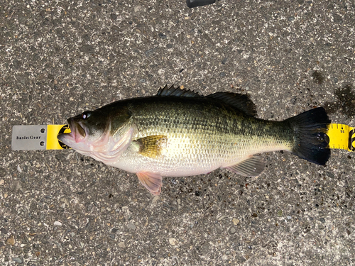 ブラックバスの釣果