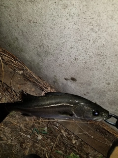 フッコ（マルスズキ）の釣果