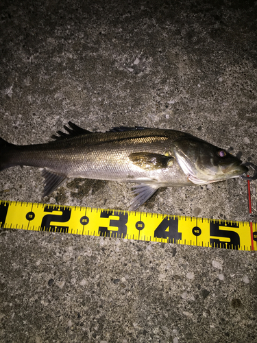 シーバスの釣果