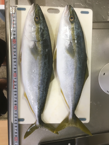 ハマチの釣果