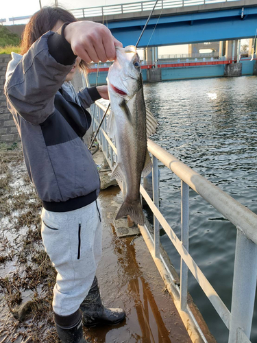 スズキの釣果