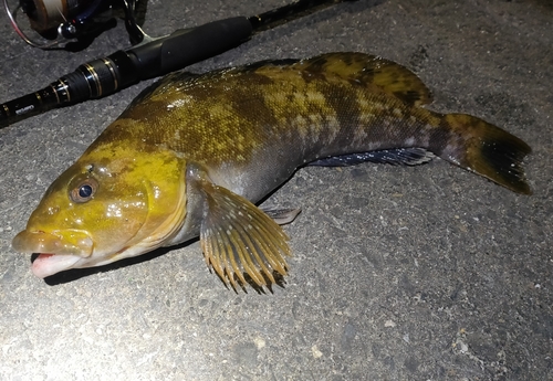 アイナメの釣果