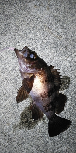 メバルの釣果