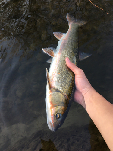 マルタウグイの釣果