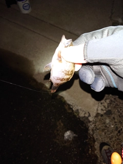 シロメバルの釣果