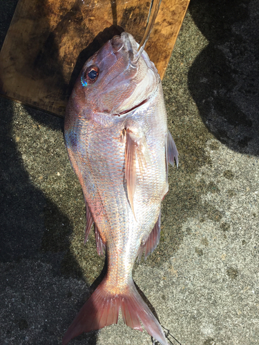 マダイの釣果