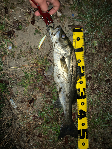 シーバスの釣果