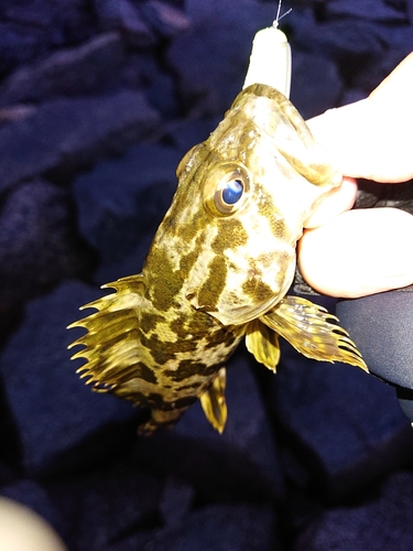 タケノコメバルの釣果