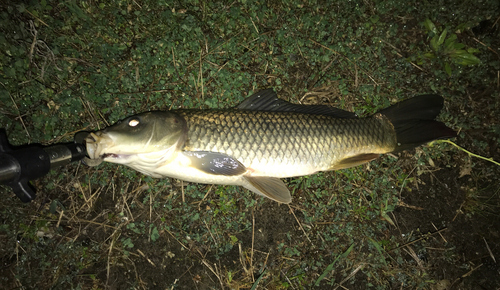 コイの釣果