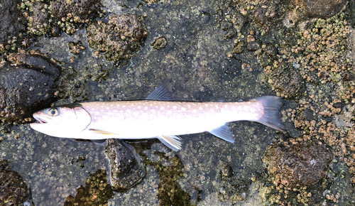 アメマスの釣果