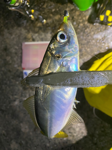 マアジの釣果