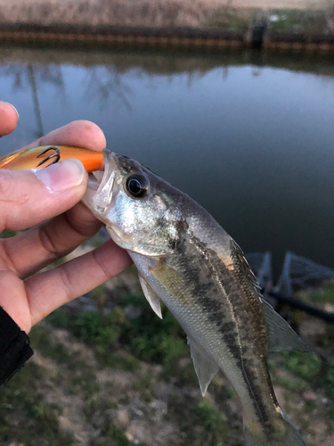 ブラックバスの釣果