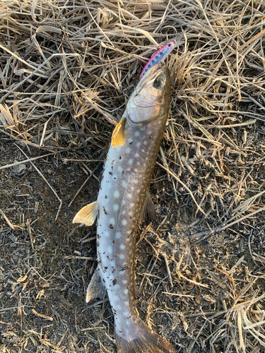 アメマスの釣果