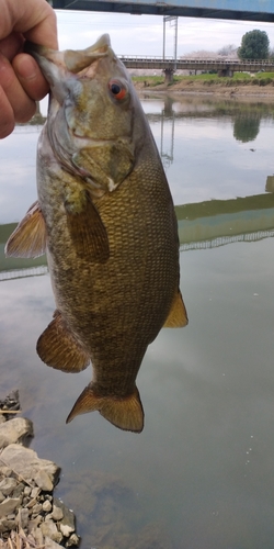 スモールマウスバスの釣果