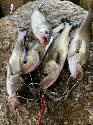 ハネ（マルスズキ）の釣果