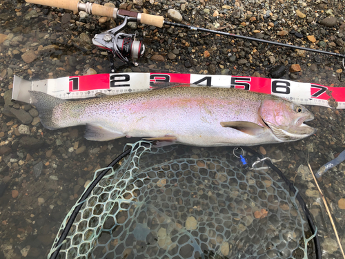 ニジマスの釣果