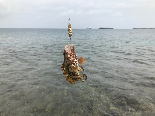 イシミーバイの釣果