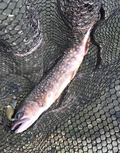 イワナの釣果